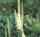 Cimicifuga Racemosa -pomaga w okresie menopauzy -  nie zawiera hormonów