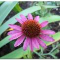 jezowka_purpurowaechinacea_purpurea0.jpg