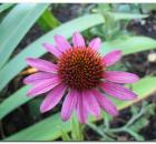 jezowka_purpurowaechinacea_purpurea0.jpg