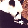panda3.jpg