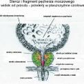 przerost prostaty